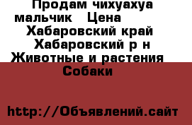 Продам чихуахуа мальчик › Цена ­ 3 500 - Хабаровский край, Хабаровский р-н Животные и растения » Собаки   
